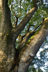 The trunks of large trees, the rough bark of the rainforest. source of oxygen for the environment