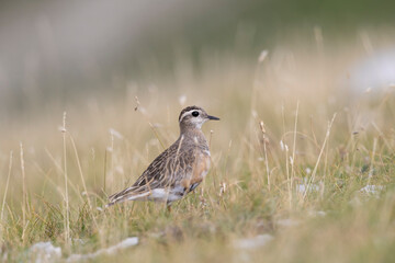 Eurasian dotterel (Charadrius morinellus) foraging through the heather of the Italy.