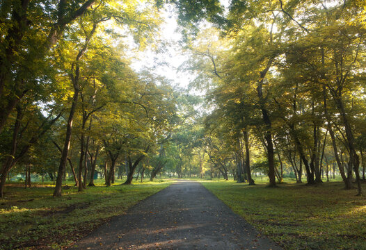 The road among the tunnels of yellow trees before autumn in the morning looks shady, cool, refreshing, relaxing and peaceful.