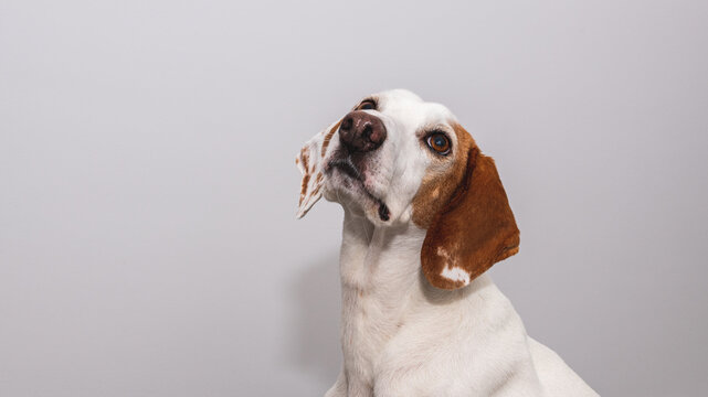 Istrian Shorthaired Hound