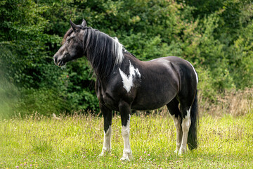 Portrait of a beautiful barockpinto horse mare in summer outdoors