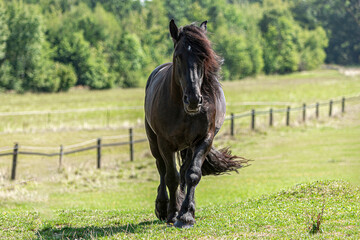Portrait of a beautiful black percheron coldblood horse gelding on a pasture in summer outdoors - obrazy, fototapety, plakaty