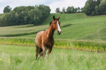 Portrait of a brown free-range warmblood horse on a pasture in summer outdoors - obrazy, fototapety, plakaty