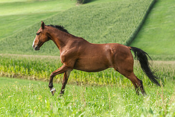 Portrait of a brown free-range warmblood horse on a pasture in summer outdoors