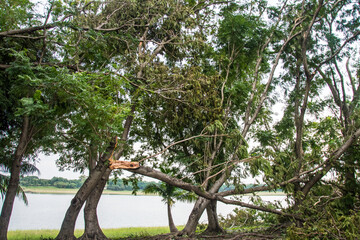 The tree was destroyed by the storm's intensity