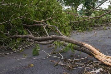 The tree was destroyed by the storm's intensity