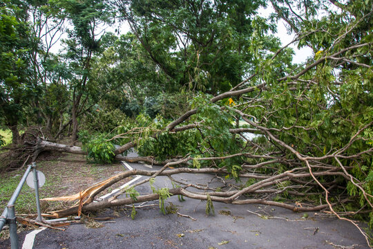 The tree was destroyed by the storm's intensity