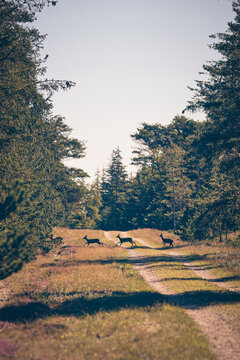 Deers crossing a gravel road in the forest. High quality photo