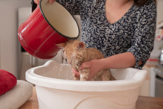 Young woman bathing her little light brown baby kitten inside a white plastic face washer, her owner wets her with a red pot full of water in the kitchen of her home