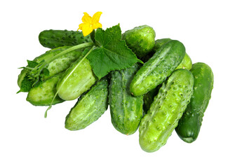 Fresh green cucumber