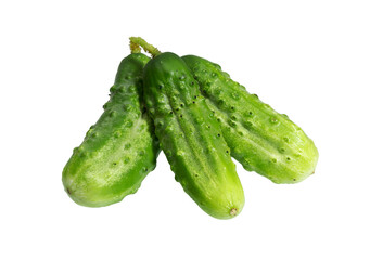 Fresh green cucumber