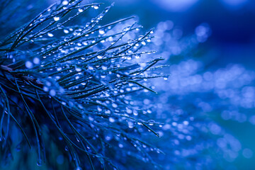 close-up spruce tree needles with big shining water drops after rain, blue tinting
