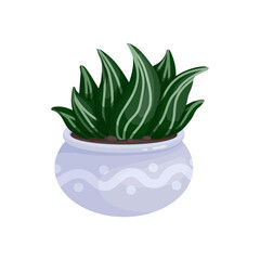 Colorful succulent in a ceramic pot. Cartoon vector graphics.