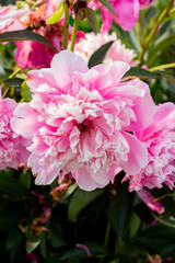 Pink peonies bouquet in the garden