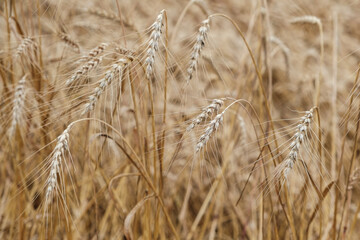 Rural landscape of a ripening harvest, Ripe wheat background close up