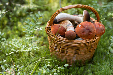 Forest mushroom boletus, cep, porcini, chanterelle collected in a wooden wicker basket. Late summer...