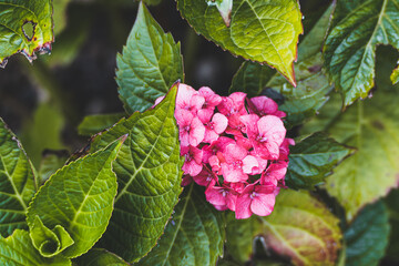 Beauty blossom pink and green. Hydrangea. High quality photo