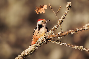 Pico mediano. Dendrocopos medium