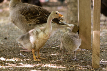 Geese goslings in the garden