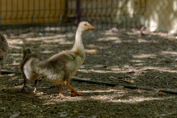Geese goslings in the garden