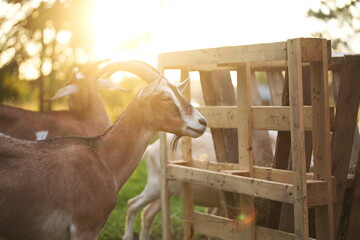 Saanan and alpine goats on a small farm in Ontario, Canada.
