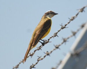 red backed shrike