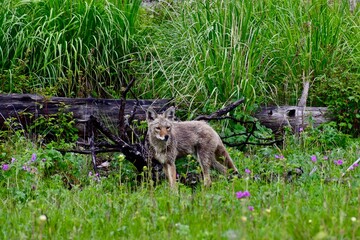 coyote on the meadow