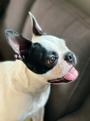 Portrait of a happy Boston Terrier looking up with her mouth open slightly. She is inside on a sofa.
