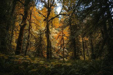 Fototapeta na wymiar Enchanted Autumn Forest