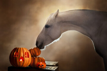 Horse portrait  with helloween pumpkin