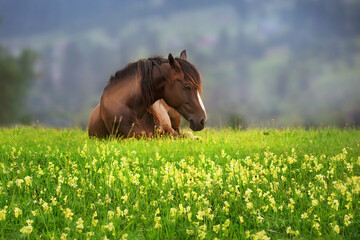 Bay horse sleep in flowers - 527442952