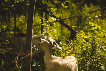 Saanan and alpine goats on a small farm in Ontario, Canada.