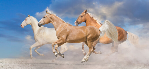 Horse herd run free in desert - obrazy, fototapety, plakaty