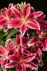 Macro photography of bouquet of lilies, flowers