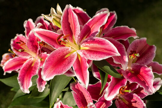 Macro photography of bouquet of lilies, flowers