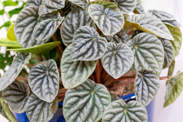 Fototapeta na wymiar highlighting leaves in plant arrangement