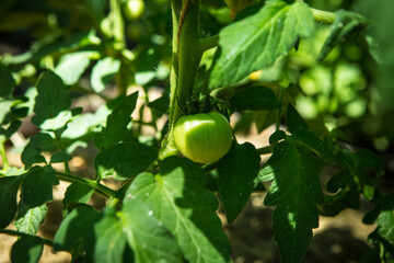 The first small green fruits of tomatoes close-up. Growing tomatoes in a greenhouse. Professional growing tomato. Agriculture, agribusiness. Ecological organic product.