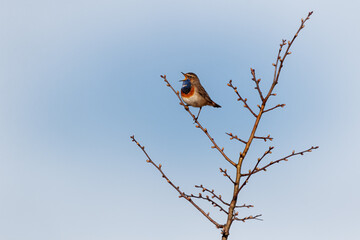 The bluethroat - Luscinia svecica - is a small passerine bird