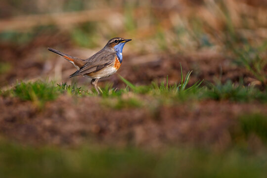 The bluethroat - Luscinia svecica - is a small passerine bird