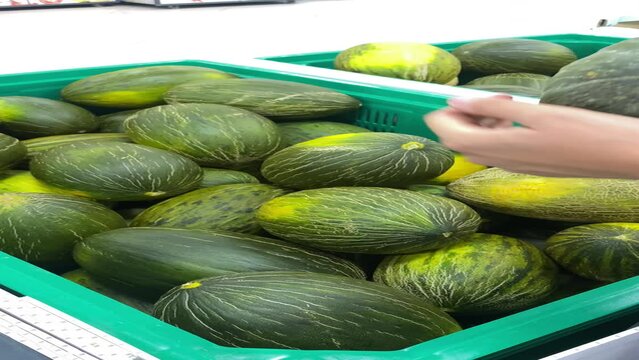 Unrecognizable woman's hand selecting a nice melon from a supermarket fruit bowl. Vertical video of a person selecting his favorite fruit to put into recycled plastic grocery bags.