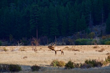 elk in the forest