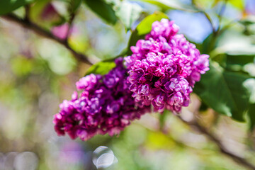 lilac flowers on a branch