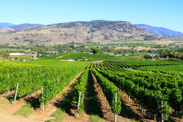 Landscape Organic Winery Vineyard Oliver British Columbia Okanagan Valley