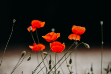 Blurred photo. The poppy (Papaver rhoeas) is an annual plant species of the poppy family (Papaveraceae) with a very wide distribution in the world. Blurred
