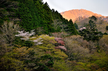 丹沢の朝　春と朝焼けの山地
