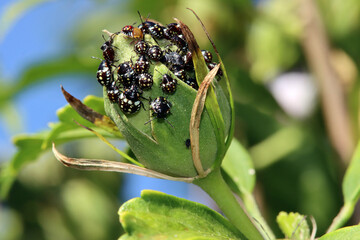 Nymphen der Grünen Reiswanze (Nezara viridula) © etfoto