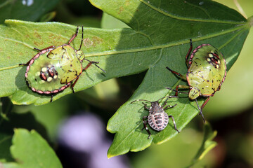 Nymphen der Grünen Reiswanze (Nezara viridula)