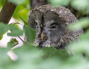 Great Grey Owl (Strix nebulosa)