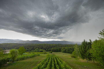 Photo of a wineyard in dolenjska region of slovenia with dense and thick clouds coming over the sky. Rain on the right side visible.