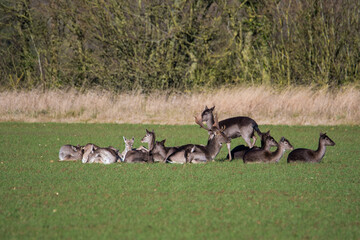 Fallow deer (dama dama) herd